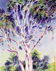 Gummibaum, Australien